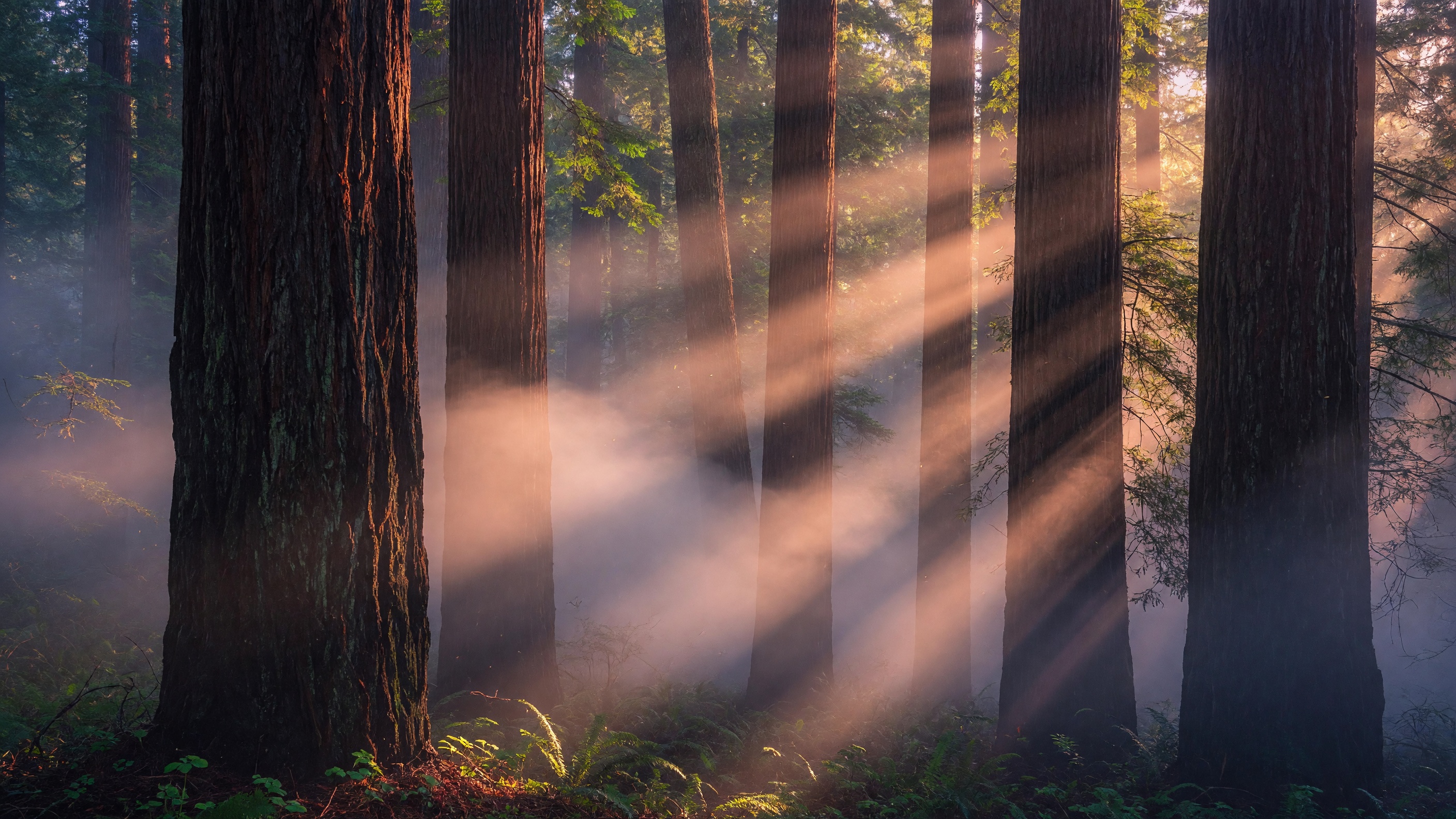 Redwood Morning Mist